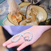 开蚌壳做珍珠手链
