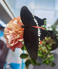 ������룡��¼�����������