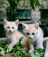 5ֻ2���µ�С��è������