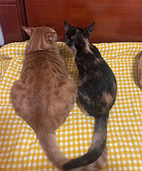 ������ϸ�2ֻèè������