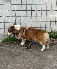 ��ͬ��С������ž��Ҳݳ�