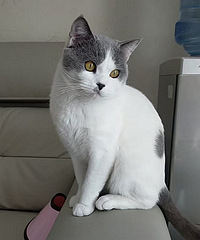 ɹɹ�Ҽ�2������ӱ���