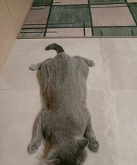 �ָ����ӳ��ܣ����ķ�����������ɢ�ֲ���������ģ�