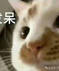 Ϊʲô��͵겻�����Ͽ����������й�����ƴ��