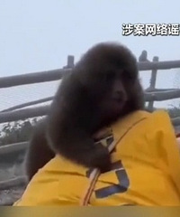 网传“峨眉山猴子被击毙”视频系AI捏造