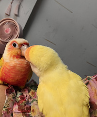 ��������էһ�����黹ͦ��