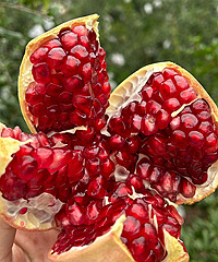 ���ͻ��˹ʯ����ˣ���֭