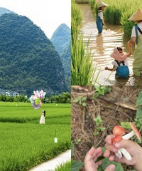 耍兴义万峰林:稻田抓鱼、采菌子