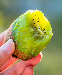 ���ĵĴ���⨺�����ĺ���