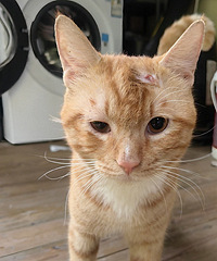 ����ɴ�С�۵���è������