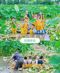 周末一起去农场挖藕吧,衣服不脏不回家