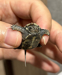 С�ݹ�����ɹ���������