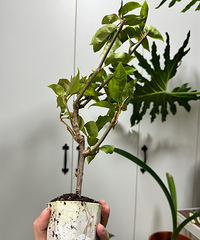 �����������÷��ǩ�����