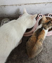 ��Ϊ���˼�ֻ����è���ұ���ĸ�����һ�Ǯ���Ұ��ȥ