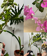 花友推荐的三角梅牙签苗,根系很饱满
