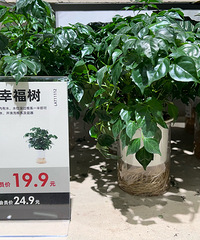 鹿岛生活,你价格是认真的吗?绿植3元、毛巾6.9