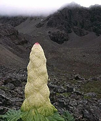 ����ظ�ԭ���̻�ը��һ��ɽ��ʼ����Ͳ̹�ǿ�������Ķ���