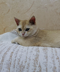 è��ι������ʲôԭ��ѽ