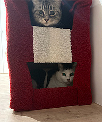 ��è���ļ�Լ����˫�����