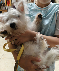 ���Ƽ����ߵذ�ë����ʦ