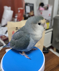 ����һֻ������ɶƷ�֣�