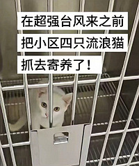 ����̨������è���˺�ȥ��