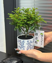 20元不到的“好运树”,青花瓷盆中式氛围感拉满