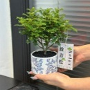 20元不到的好运树