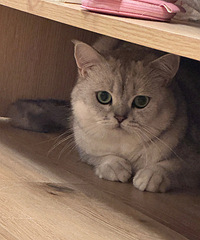 ���ǵ�è���������Ŀ�����