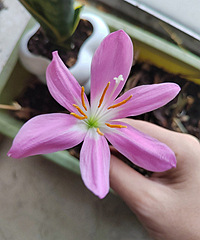 ����2����������ڿ�����