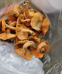 今天是打野成功了