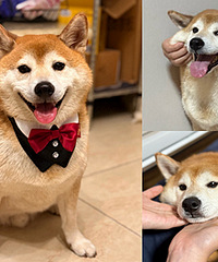 5岁好吃狗儿,喜欢舔酸奶盒还喜欢守嘴