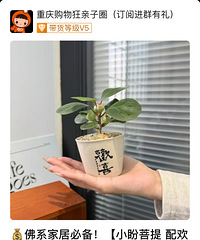 养护超级简单的佛系菩提欢喜盆,显化求好运