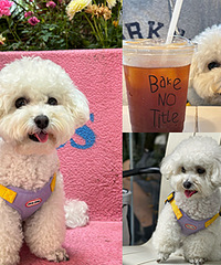 狗狗开心的时候真的会笑耶,笑容很治愈