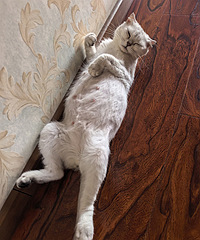 ���è�����˸�Сè������