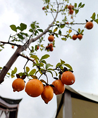 ˶�����۵������̫������