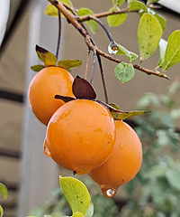 ˶�����۵������̫������