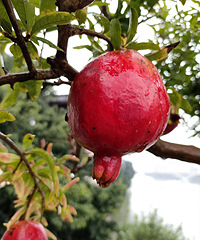 ��������֦ͷ��������ʯ��