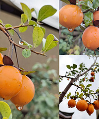 秋天了柿子也红了,硕果累累挂满了枝头