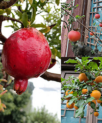 秋天是收获的季节,枝头挂满颗颗了宝石