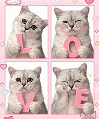 ������AI��è������д��