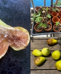 屋顶花园迎来丰收季,无花果免费送