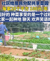 社区打造共享菜地