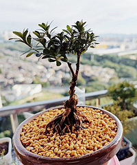 �����¼��Ķ���ת��������