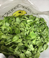 ����ĵ�һ���㶹��