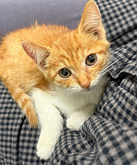 �ڸ���·�ȵ�С��è������