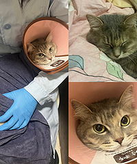 降温后猫咪吐黄水,吓得我班都不敢去上