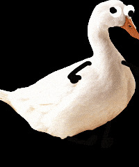 ֵ򡿿տ̶ͯ576߽˿538