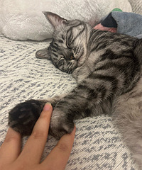 �붬�˴Ӵ��ϳ�èè��