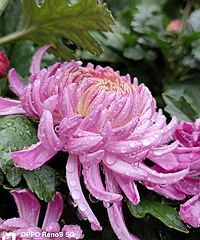 ��OPPO�ֻ��ĵľջ��þ�